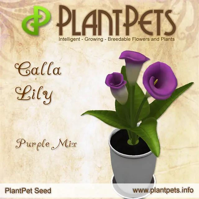 Poster for Calla Lily *Purple Mix*