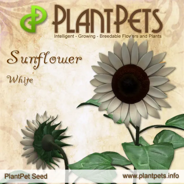 Poster for Sunflower *White*