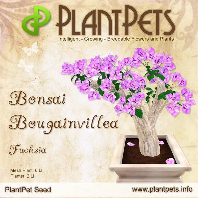 Poster for Bonsai Bougainvillea *Fuchsia*
