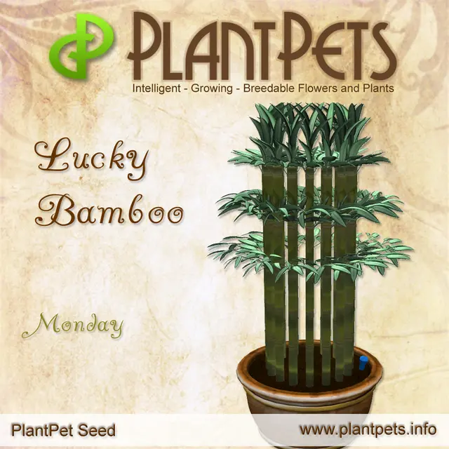 Poster for Lucky Bamboo *Monday*