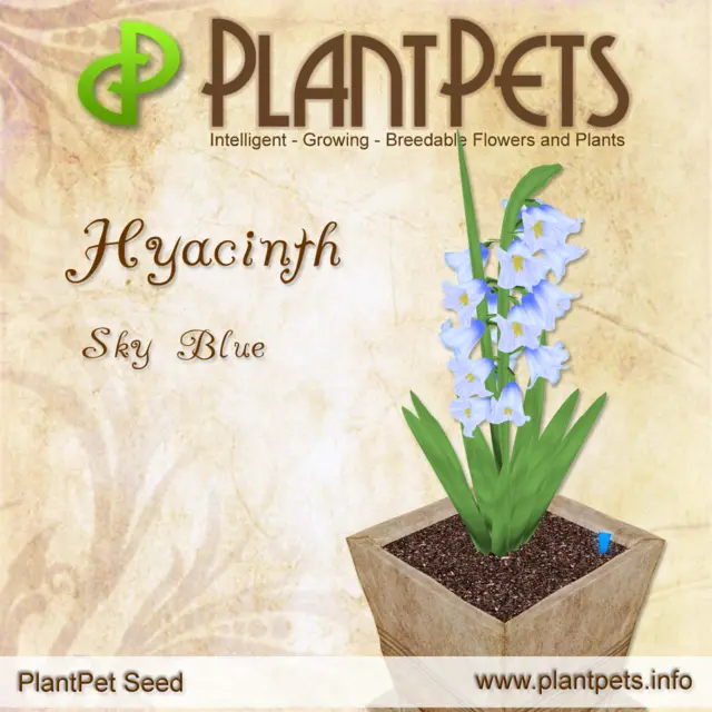 Poster for Hyacinth *Sky Blue*