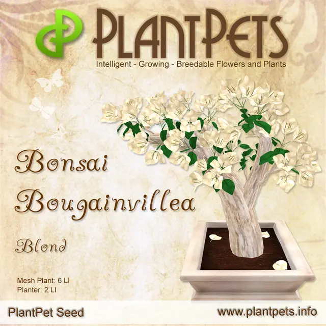 Poster for Bonsai Bougainvillea *Blond*