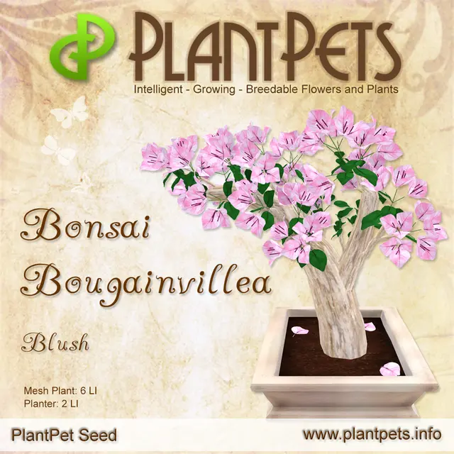 Poster for Bonsai Bougainvillea *Blush*
