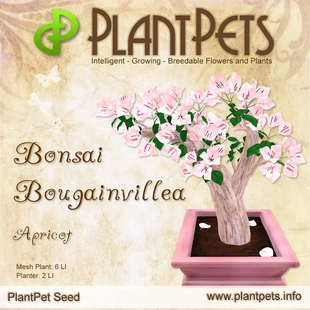 Poster for Bonsai Bougainvillea *Apricot*