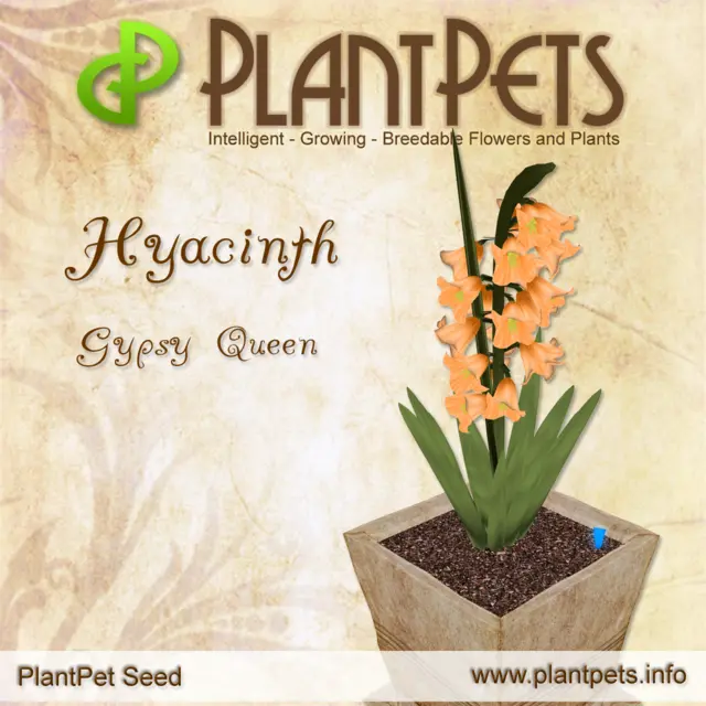 Poster for Hyacinth *Gypsy Queen*