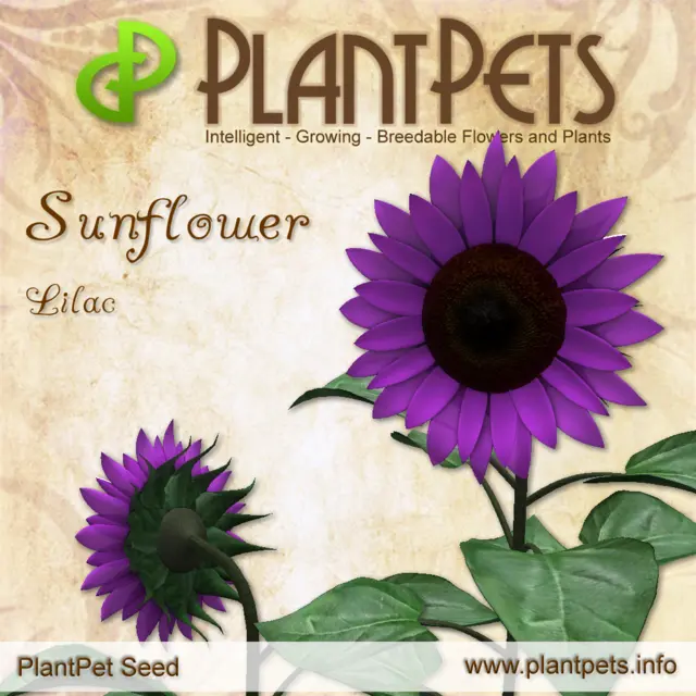 Poster for Sunflower *Lilac*