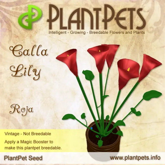 Poster for Calla Lily *Roja*