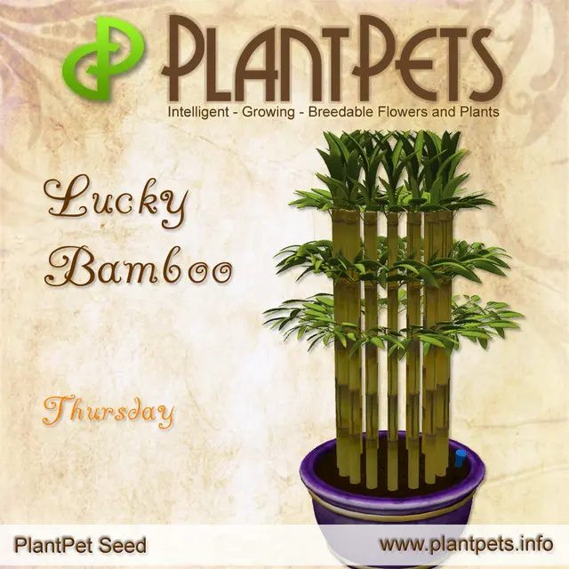Poster for Lucky Bamboo *Thursday*