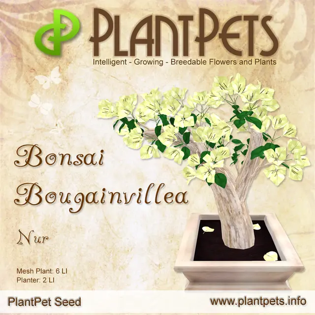 Poster for Bonsai Bougainvillea *Nur*