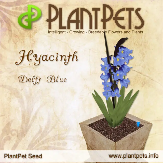 Poster for Hyacinth *Delft Blue*