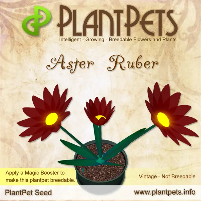 Poster for Aster *Ruber*
