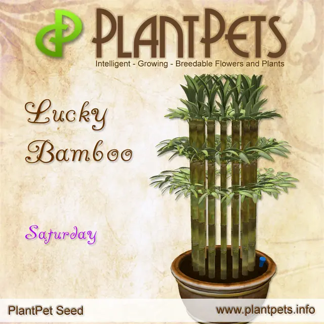 Poster for Lucky Bamboo *Saturday*