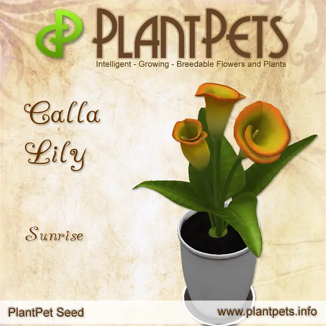 Poster for Calla Lily *Sunrise*