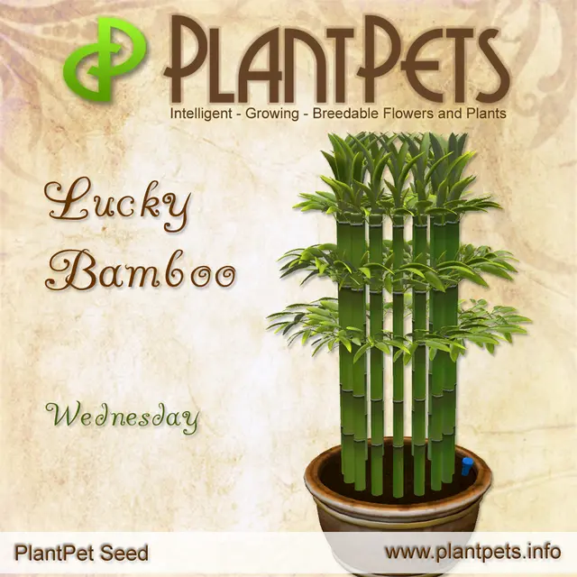 Poster for Lucky Bamboo *Wednesday*