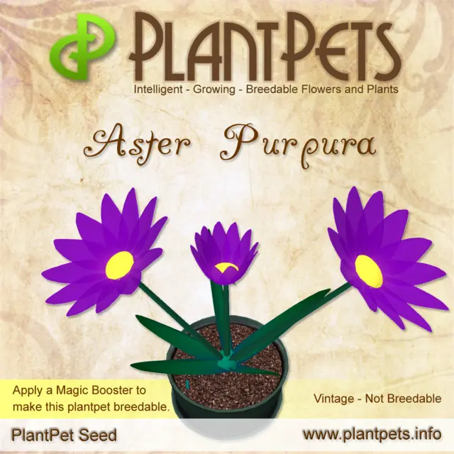 Poster for Aster *Purpura*
