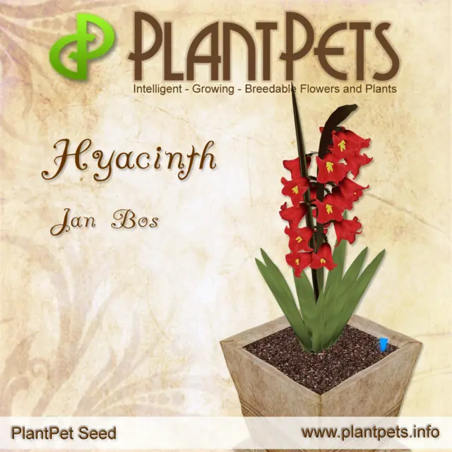 Poster for Hyacinth *Jan Bos*