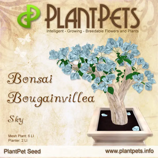 Poster for Bonsai Bougainvillea *Sky*