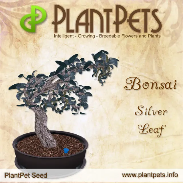Poster for Bonsai *Silver Leaf*