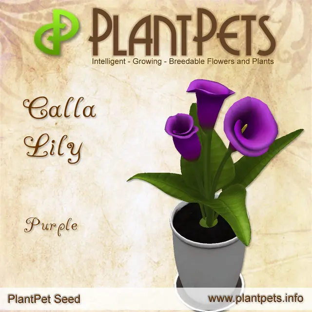 Poster for Calla Lily *Purple*