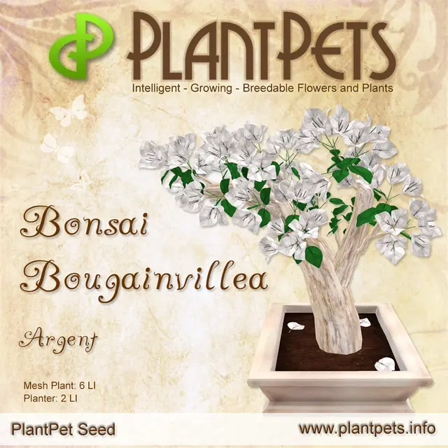 Poster for Bonsai Bougainvillea *Argent*