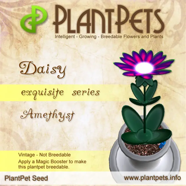 Poster for Daisy *Amethyst*
