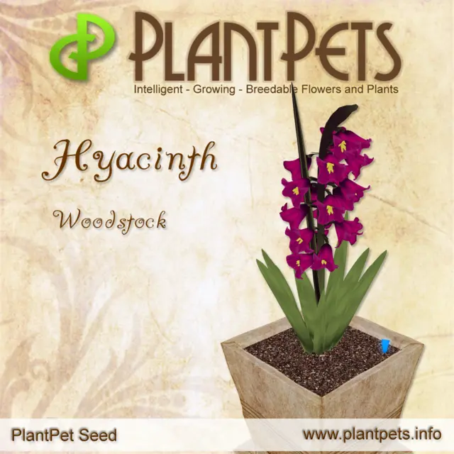 Poster for Hyacinth *Woodstock*
