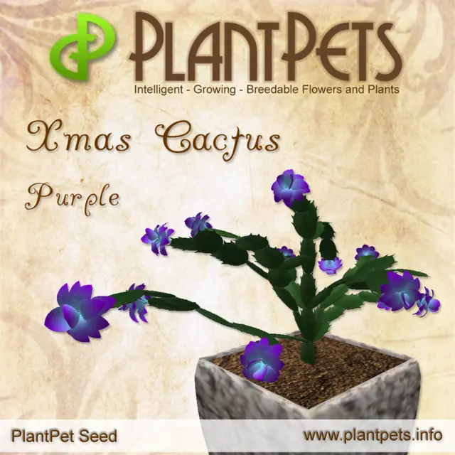 Poster for Xmas Cactus *Purple*