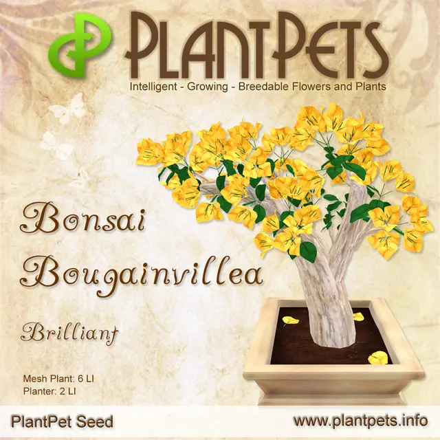 Poster for Bonsai Bougainvillea *Brilliant*