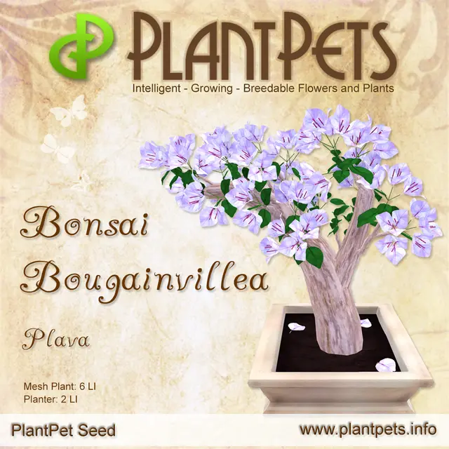 Poster for Bonsai Bougainvillea *Plava*