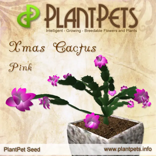 Poster for Xmas Cactus *Pink*